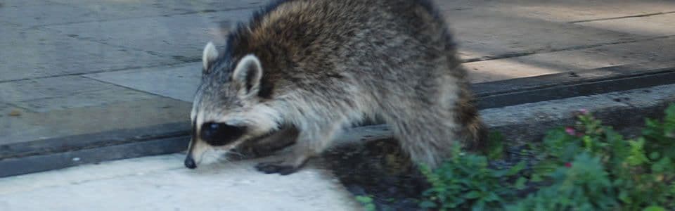 A raccoon climbing from the grass onto a stone patio